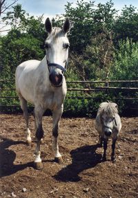 Fritzi und Goliath